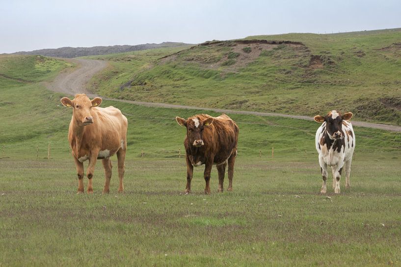 Icelandic cows by PeetMagneet