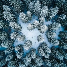 Winterliche Baumdecke von Poster Art Shop