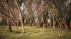 trees by AciPhotography