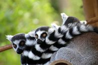 Ringelschwanzlemur von Chloë Luyckx Miniaturansicht