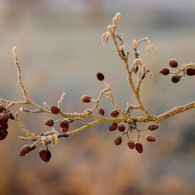 Elzenproppen mit Eisregen von Linda de Klein
