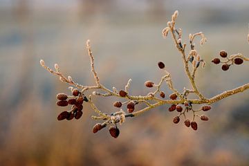 Alder plugs with black ice