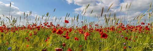 Poppy field with corn by Melanie Viola