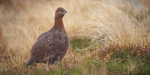La célèbre grouse