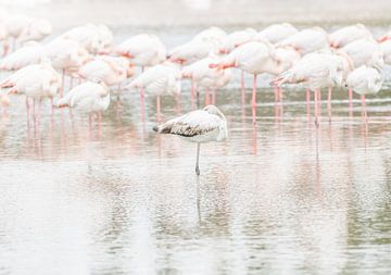 Flamingo van Angela Dijkman