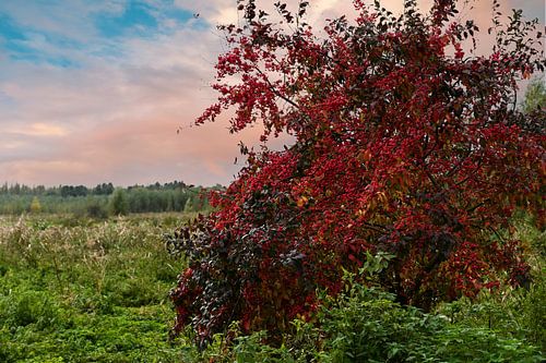 Natuurgebied Oostvaardersplassen in Lelystad