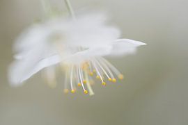 Bloesem by Math Bartholomeus