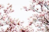Roze bloemen van de Magnolia lentebloesem van Jessica Berendsen thumbnail