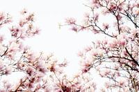 Roze bloemen van de Magnolia lentebloesem