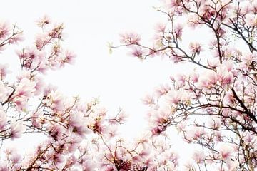 Magnolieblüte von Jessica Berendsen