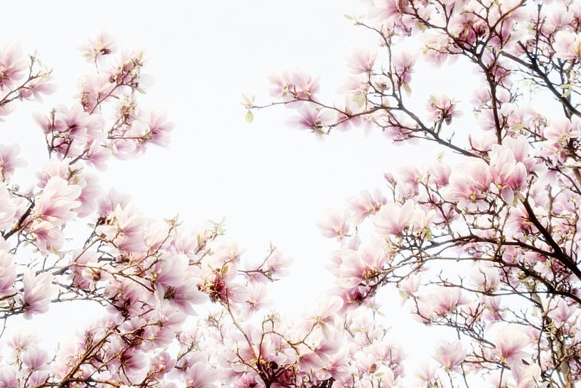 Roze bloemen van de Magnolia lentebloesem van Jessica Berendsen