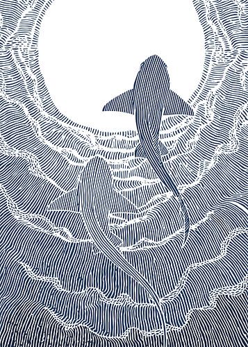 Sharks in Motion