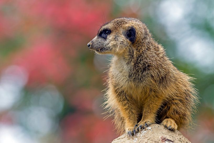 Meerkat van Heiko Lehmann