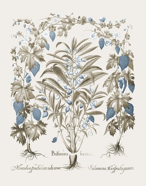 Basilius Besler-Balsamina Foemia von finemasterpiece