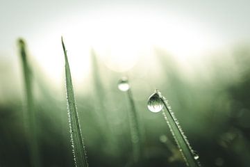 Blades of grass with dew by Jan Eltink