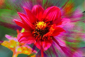 rot , blühende  Dahlie,abstrakt,Blume