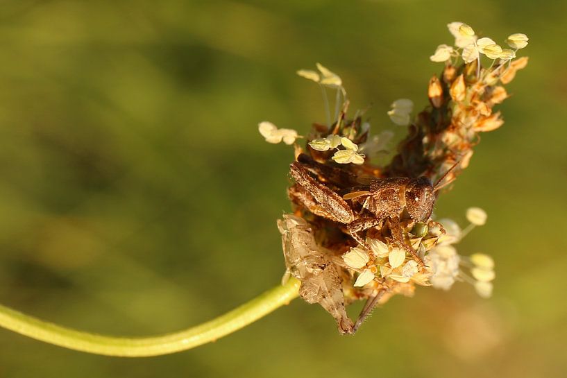 A just bored grasshopper by Shot it fotografie