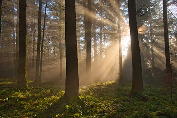 Mystischer Wald von Tanja Voigt