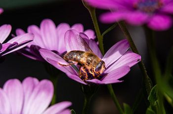 Flower and wasp