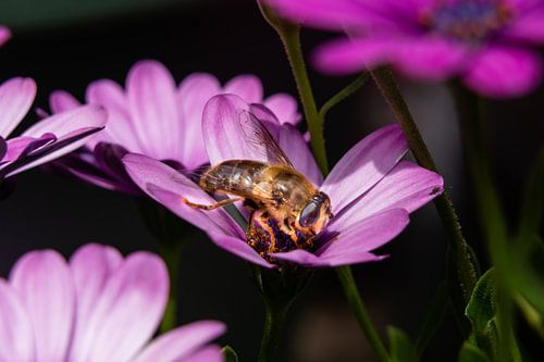 Bloem en wesp