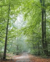 Herbstlicher Waldweg in Molecaten bei Hattem
