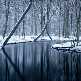 Winter forest by Nils Steiner