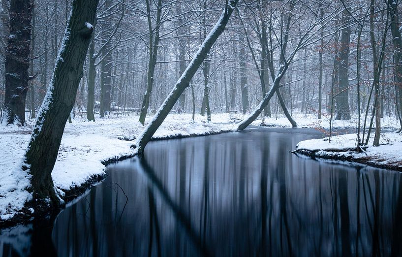 Winter forest by Nils Steiner