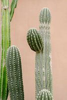 Cactus for pink wall