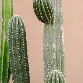 Cactus voor roze muur van Wianda Bongen