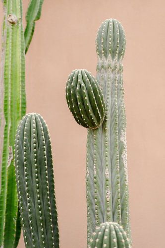 Cactus pour mur rose