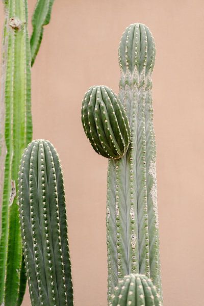 Cactus for pink wall by Wianda Bongen