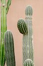 Cactus for pink wall by Wianda Bongen thumbnail