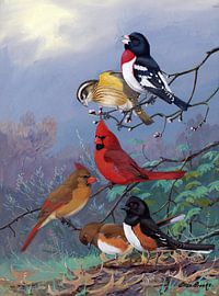 Allan Brooks,Roosbrust-grootbek, Kardinaal, Towbee