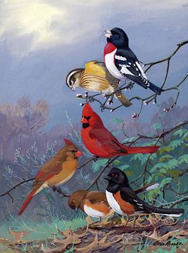 Allan Brooks,Roosbrust-bigmouth, Cardinal, Towbee