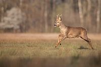 Ree in the field