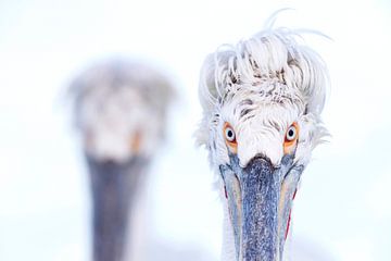 Dalmatian Pelican (Pelecanus crispus) closeup by Beschermingswerk voor aan uw muur