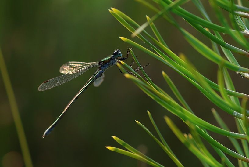 Common Spreadwing on pine needles by Daniëlle Eibrink Jansen