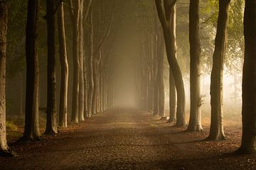 Avenue de la forêt dans la brume sur KB Design & Photography (Karen Brouwer)