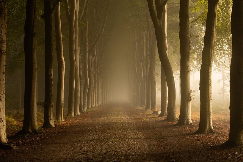 Forest Avenue in the fog by KB Design & Photography (Karen Brouwer)