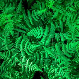 Forest Ferns by Olivier Photography