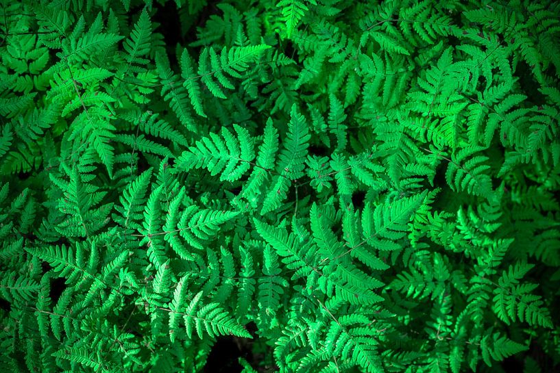 Forest ferns by Olivier Photography