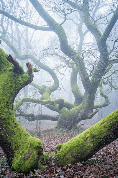 Old Kratteichen in the morning mist by Jürgen Schmittdiel Photography
