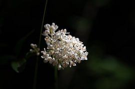 Wild privet (Ligustrum vulgare) by Siousias Photography
