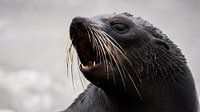 NZ Fur Seal pup - Kaikoura, Nieuw-Zeeland van Martijn Smeets thumbnail