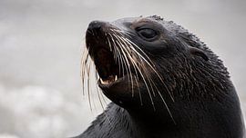 NZ Fur Seal pup - Kaikoura, New Zealand