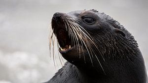 NZ Fur Seal pup - Kaikoura, Nieuw-Zeeland van Martijn Smeets