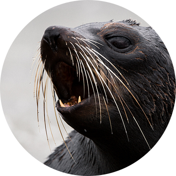 NZ Fur Seal pup - Kaikoura, Nieuw-Zeeland van Martijn Smeets