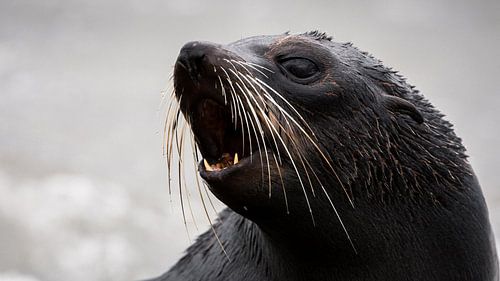 NZ Fur Seal pup - Kaikoura, New Zealand by Martijn Smeets
