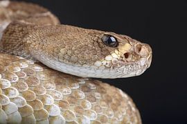 Red Diamond Rattlesnake (Crotlus ruber) by Ronald Pol