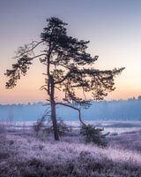 De boom